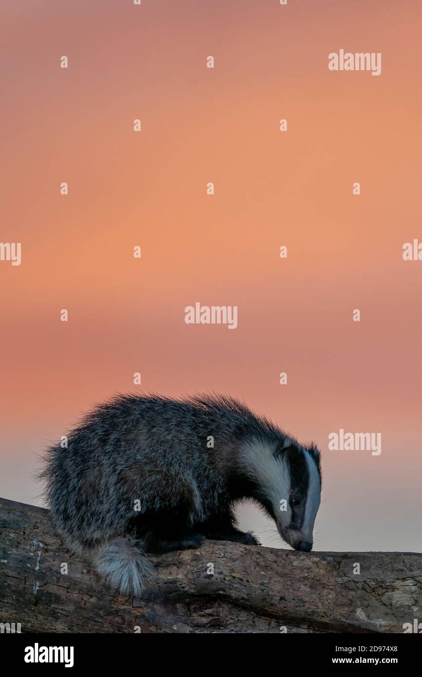 Badger (Meles meles) cub on a tree trunk at sunset Stock Photo