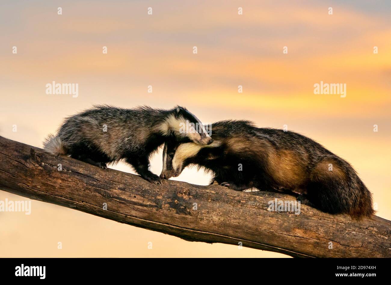 Badger (Meles meles) young and female climbing on a tree trunk at sunset Stock Photo