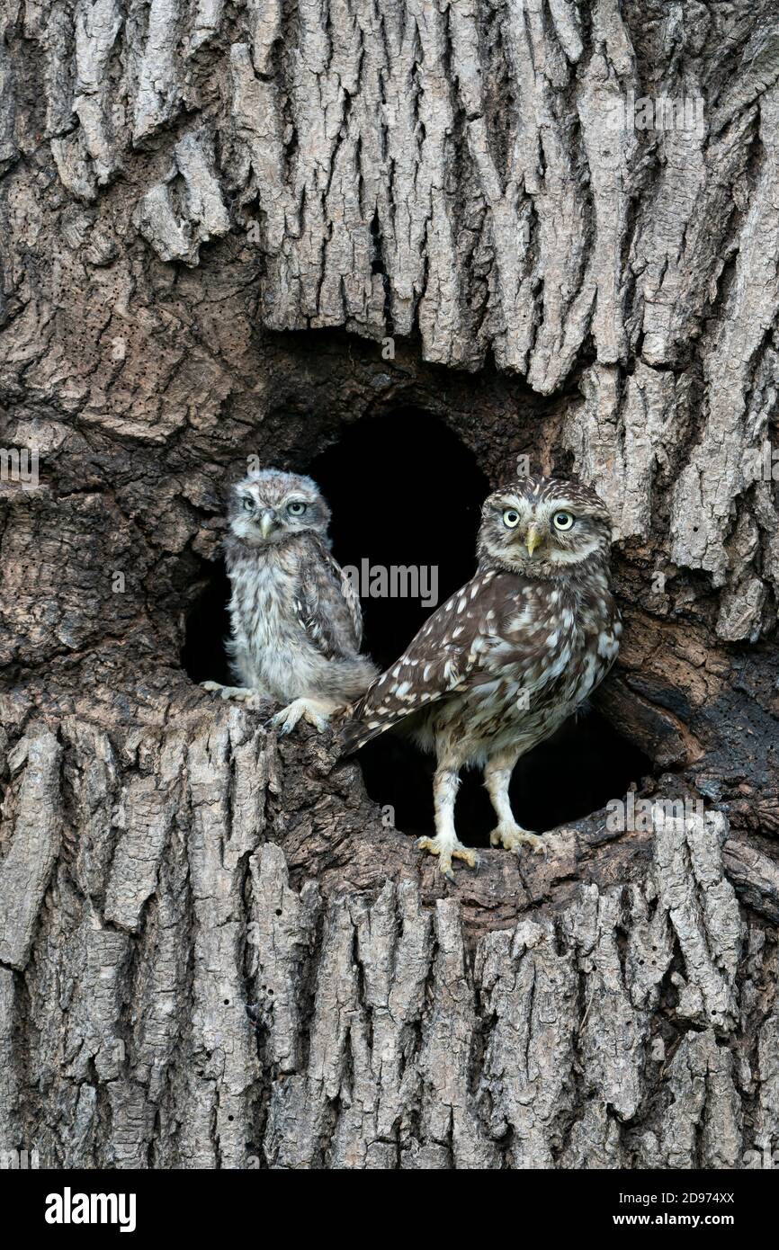 Little owl (Athena noctua) perched in an hollow tree Stock Photo