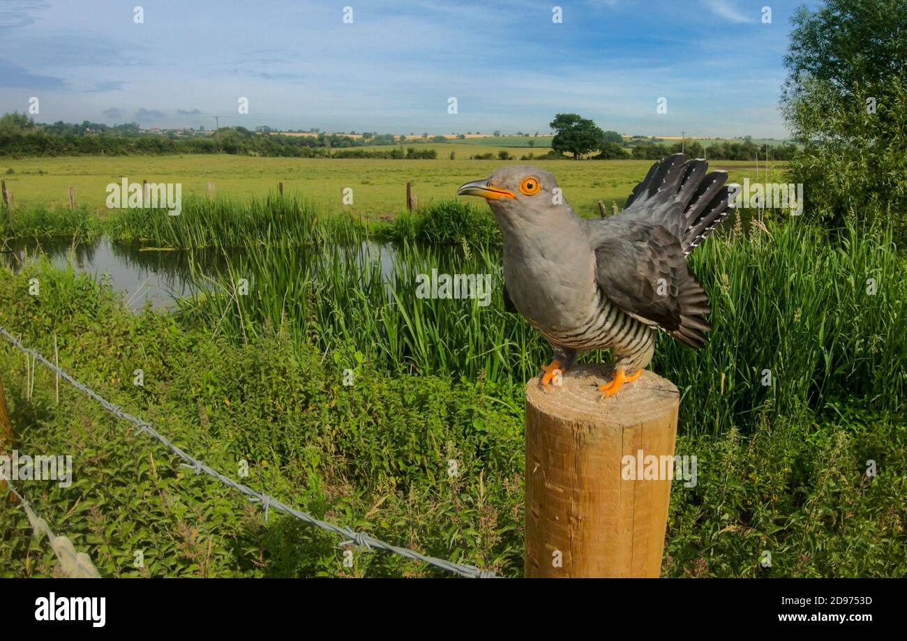 Cuckoo (Cuculus canorus) perched on a fence post in the British countryside Stock Photo