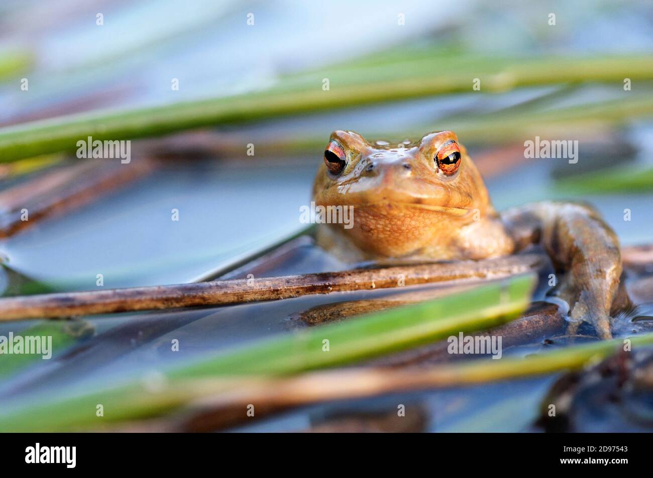 Male Common Toad (Bufo bufo) in the reed bed of a large pond in the bocage bourbonnais, Auvergne, France Stock Photo