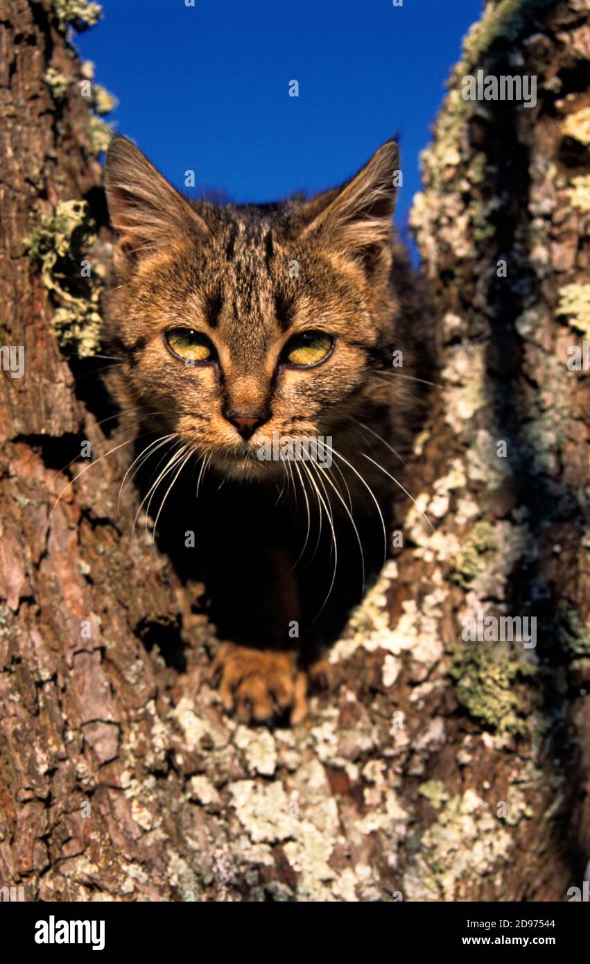 European tabby cat, Male kitten in a tree Stock Photo