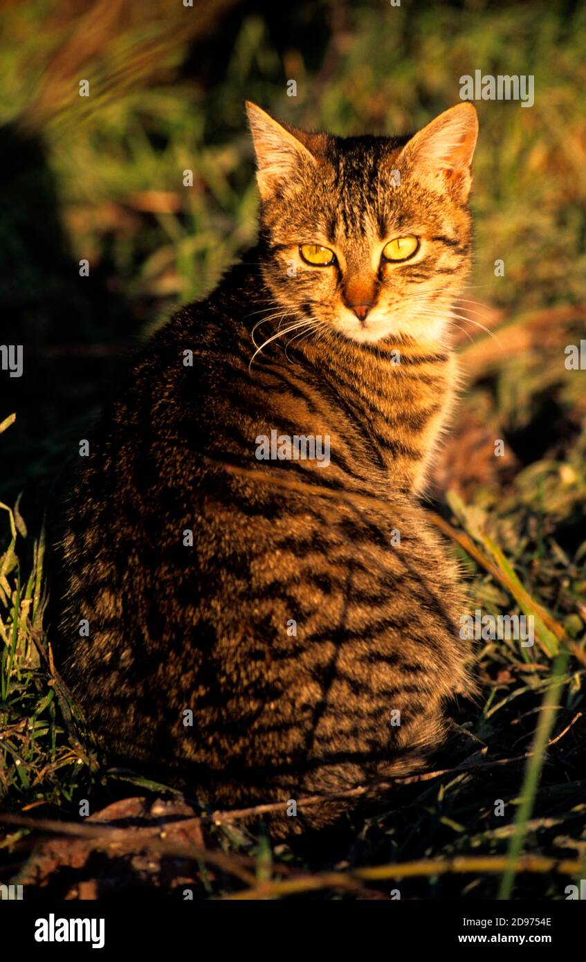 European tabby cat, Male kitten. Stock Photo