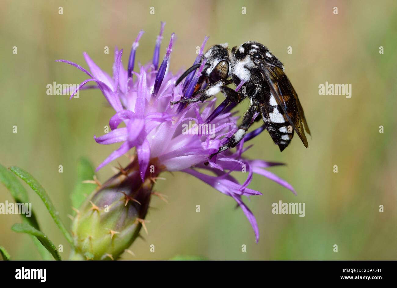 Cuckoo Bee (Thyreus ramosus) female on flower, Mont Ventoux, Provence, France Stock Photo