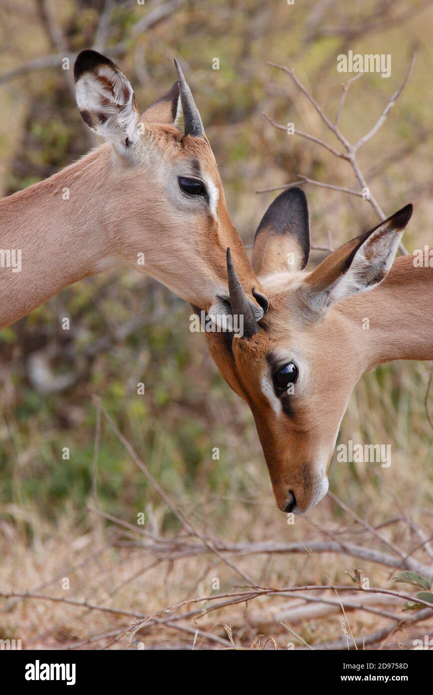 Grooming sequence between two young Impala males (Aepyceros melampus), Kruger NP, South Africa Stock Photo