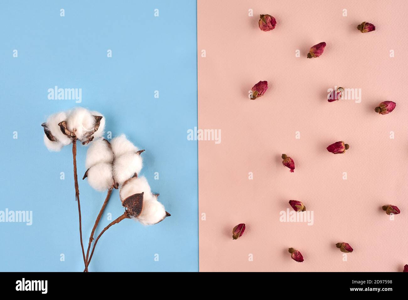 Three white flowers of cotton and some small dried rosebuds against pink and blue background. Nature, floral concept. Close up, copy space Stock Photo