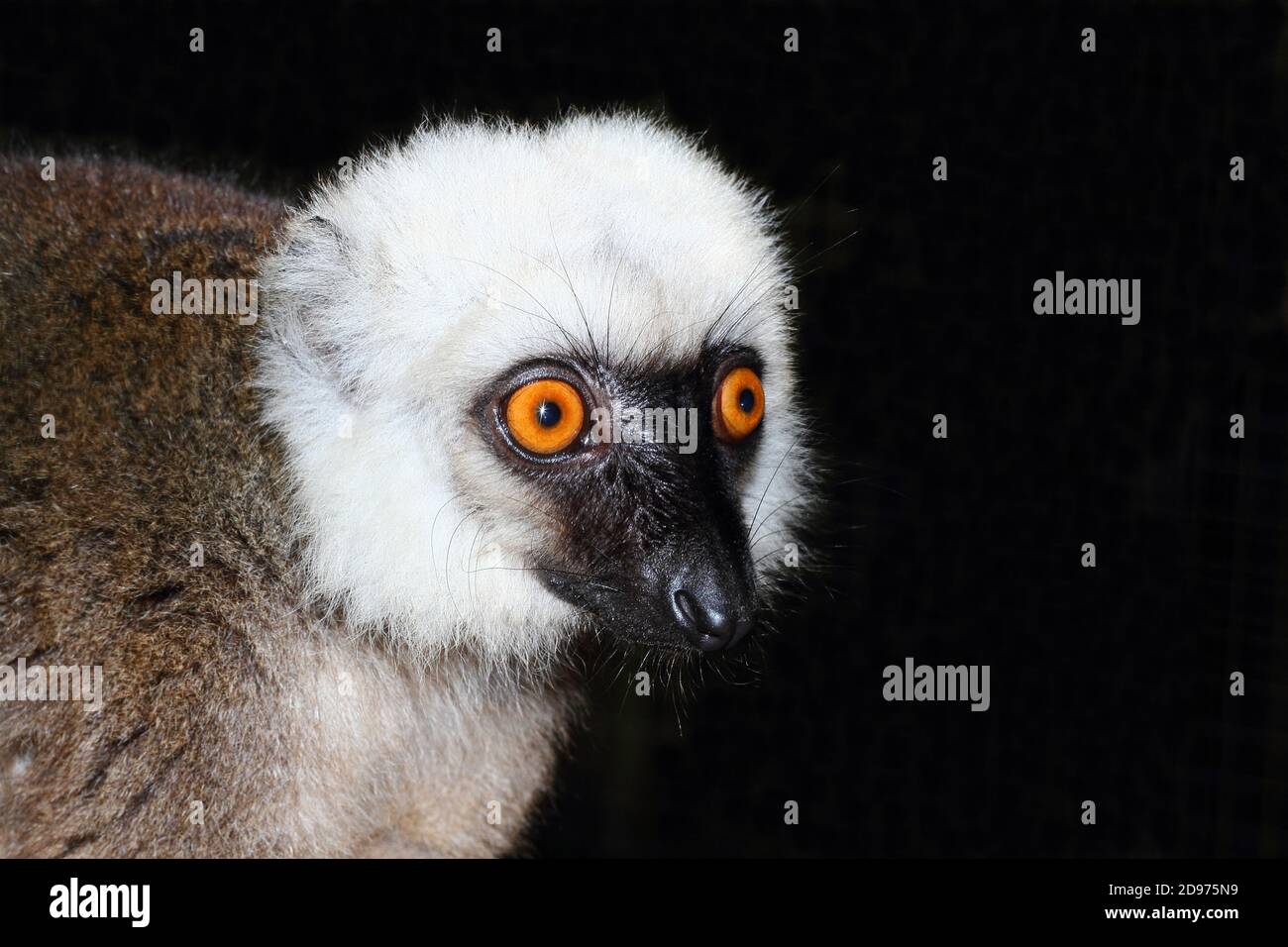 Portrait of White-fronted brown lemur (Eulemur albifrons) adult male, East Madagascar Stock Photo