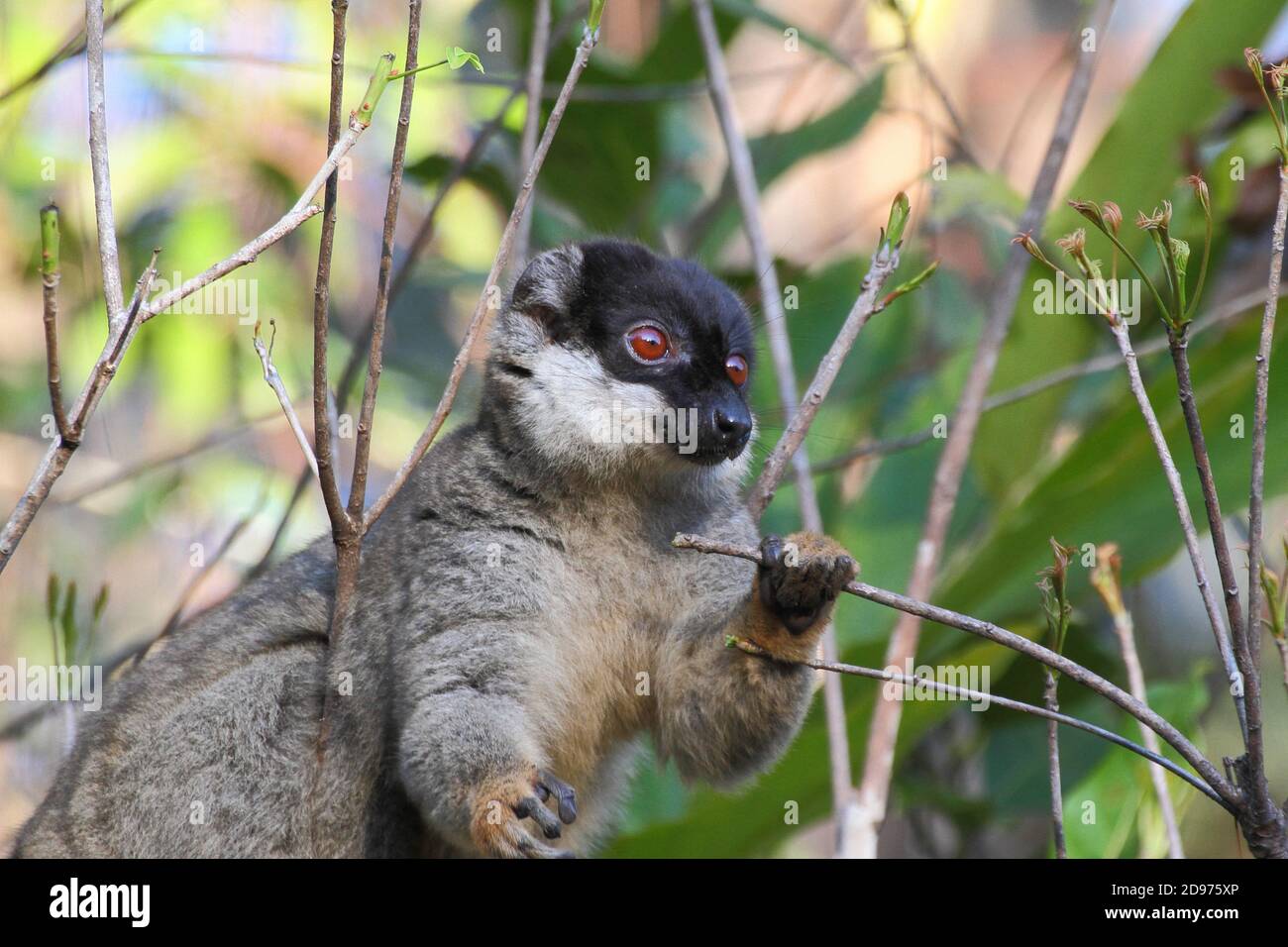 Common brown lemur (Eulemur fulvus fulvus) adulte mangeant des pousses dans la canopee, Est Madagascar Stock Photo