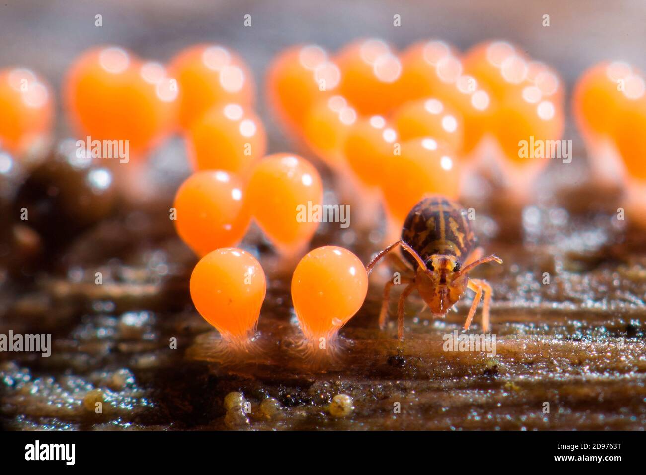 Collembola and Myxomycetes, soil fauna in a garden, Bouxieres-aux-dames, Lorraine, France Stock Photo