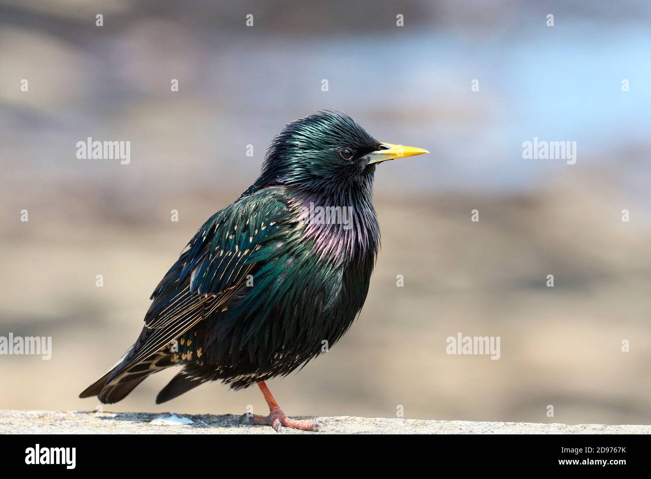 Adult starling (Sturnus vulgaris) in nuptial plumage on a low wall, Finistere, France Stock Photo