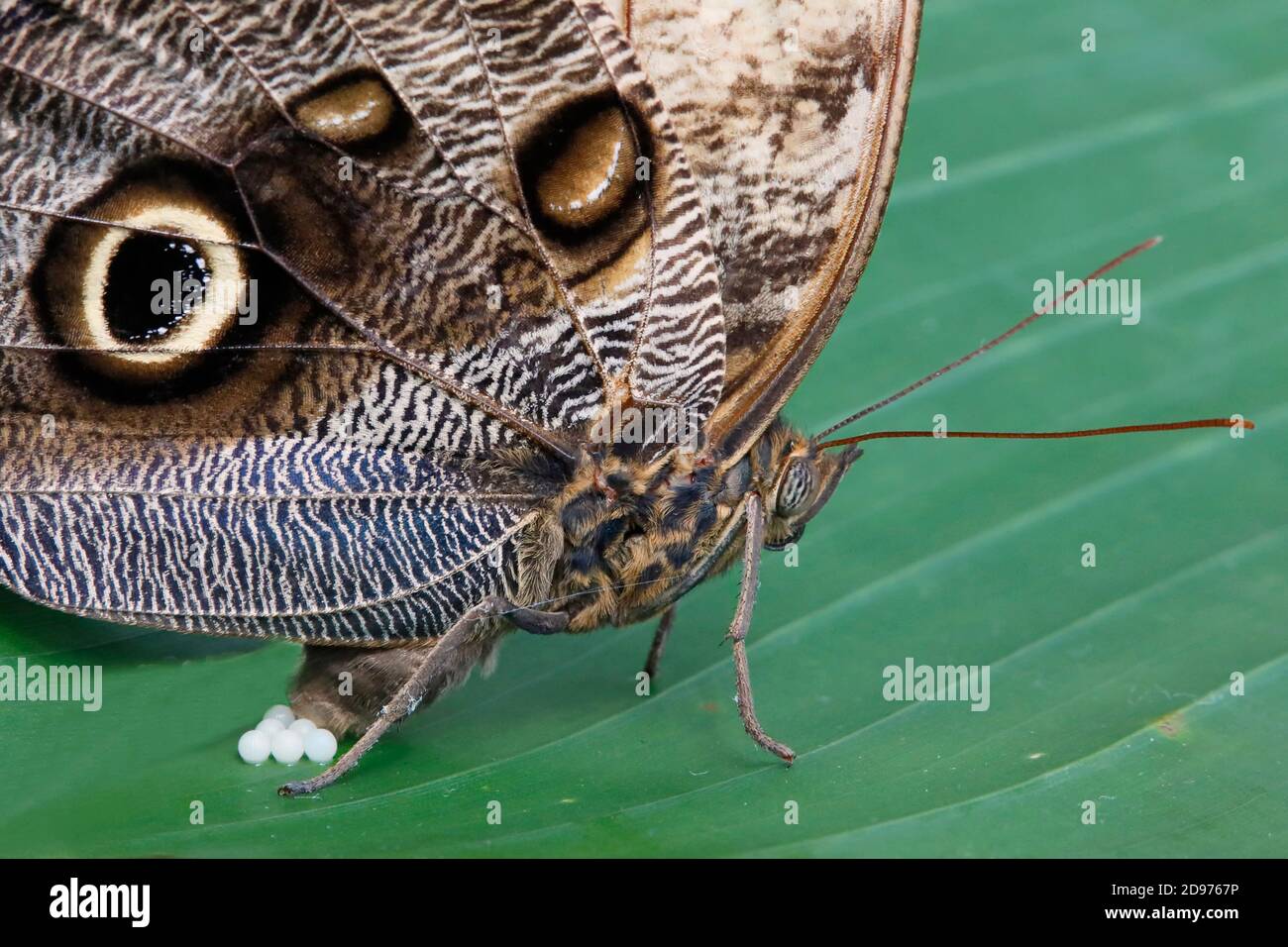 Owl butterfly eggs hi-res stock photography and images - Alamy