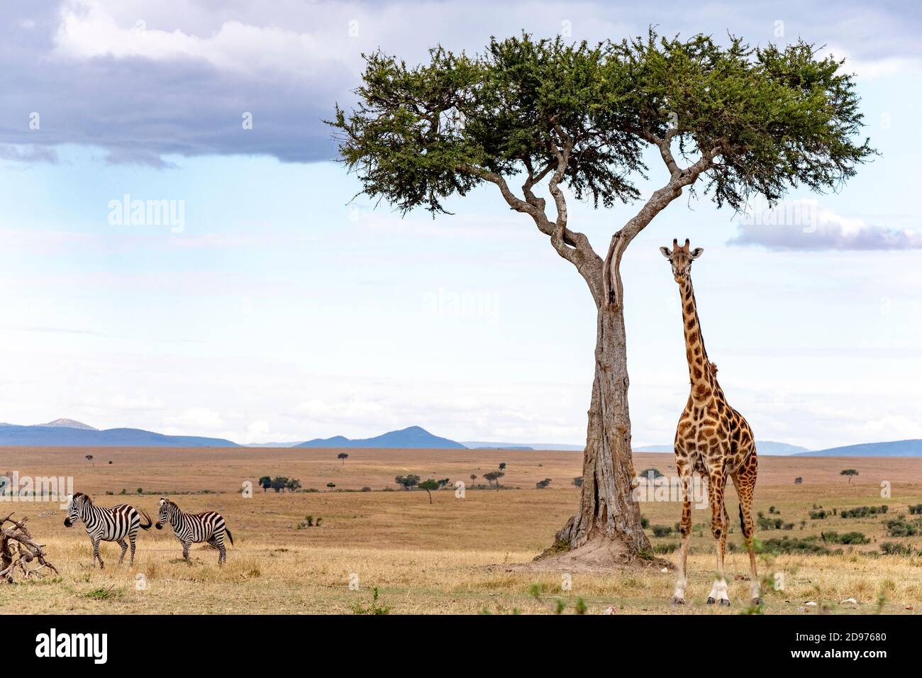 Masai Giraffe (Giraffa tippelskirchi) male in plain and zebra, Masai-Mara National Reserve, Kenya Stock Photo