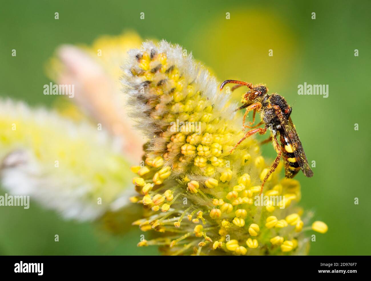 Early Nomad Bee (Nomada leucophthalma) female eating a catkin of willow (Salix caprea), solitary bees, Parc naturel regional des Vosges du Nord, Franc Stock Photo