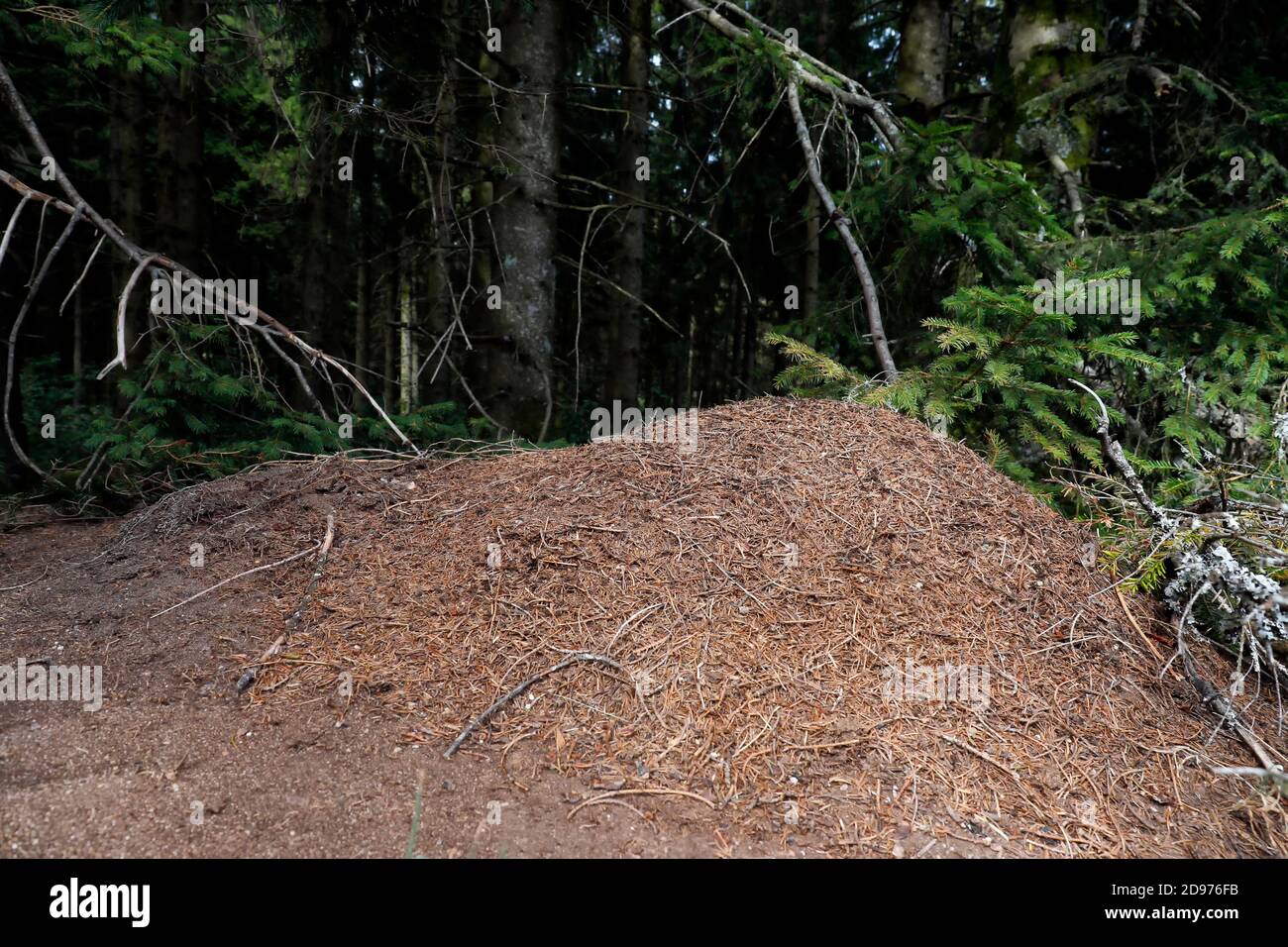 Southern wood ant (Formica rufa), Ant hill at the edge of a fir tree stand in the Vosges Mountains, near the Haut du Tot, Vosges, France Stock Photo