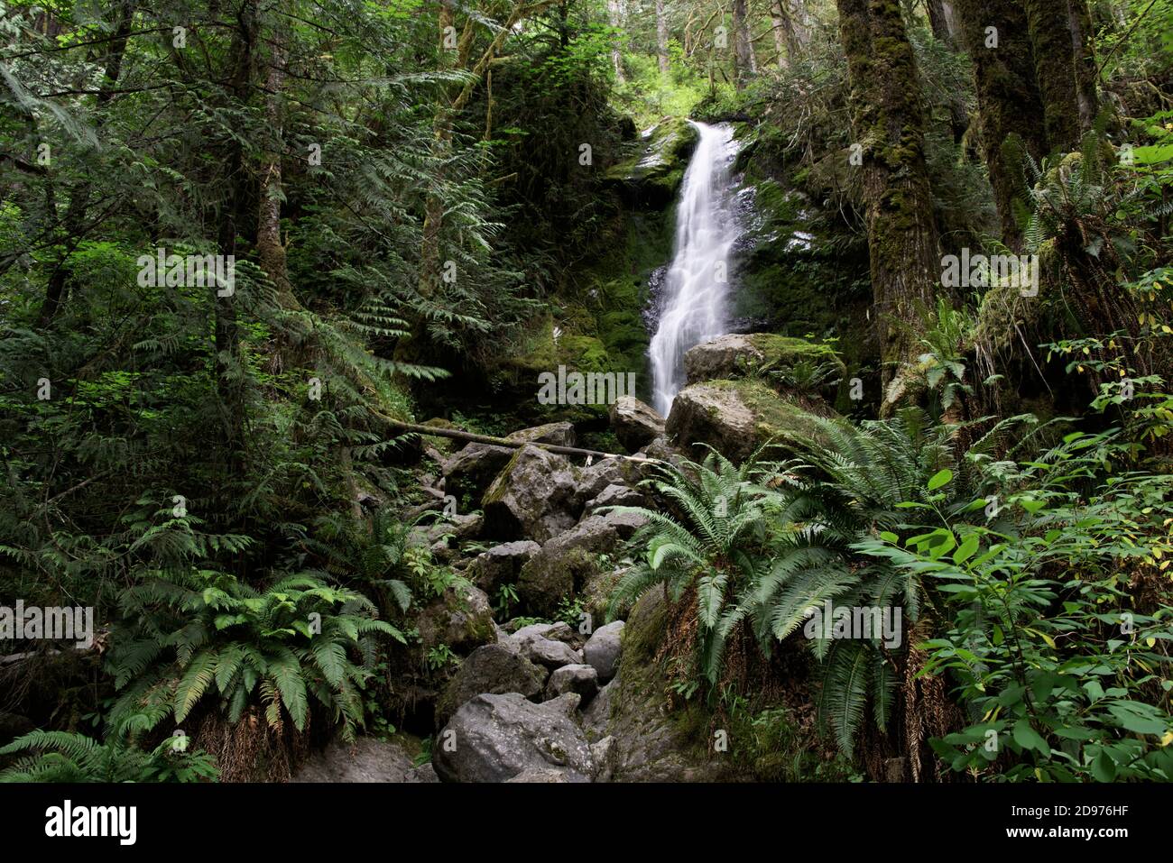 North American temperate rainforest, Quinault Valley, Washington. Stock Photo