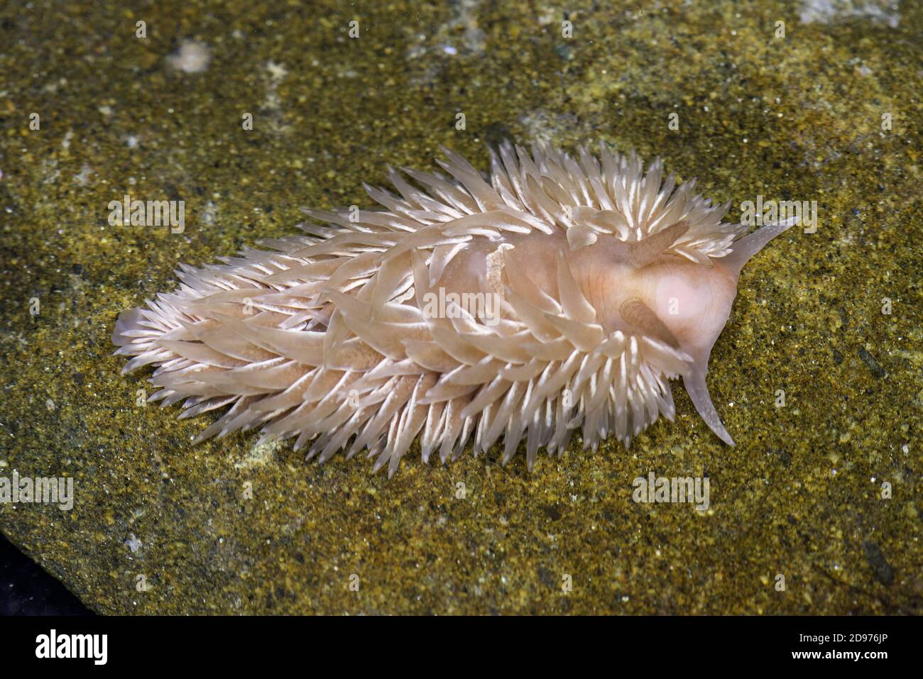 Shag-rug Nudibranch (Aeolidia papillosa), central California coast. Stock Photo