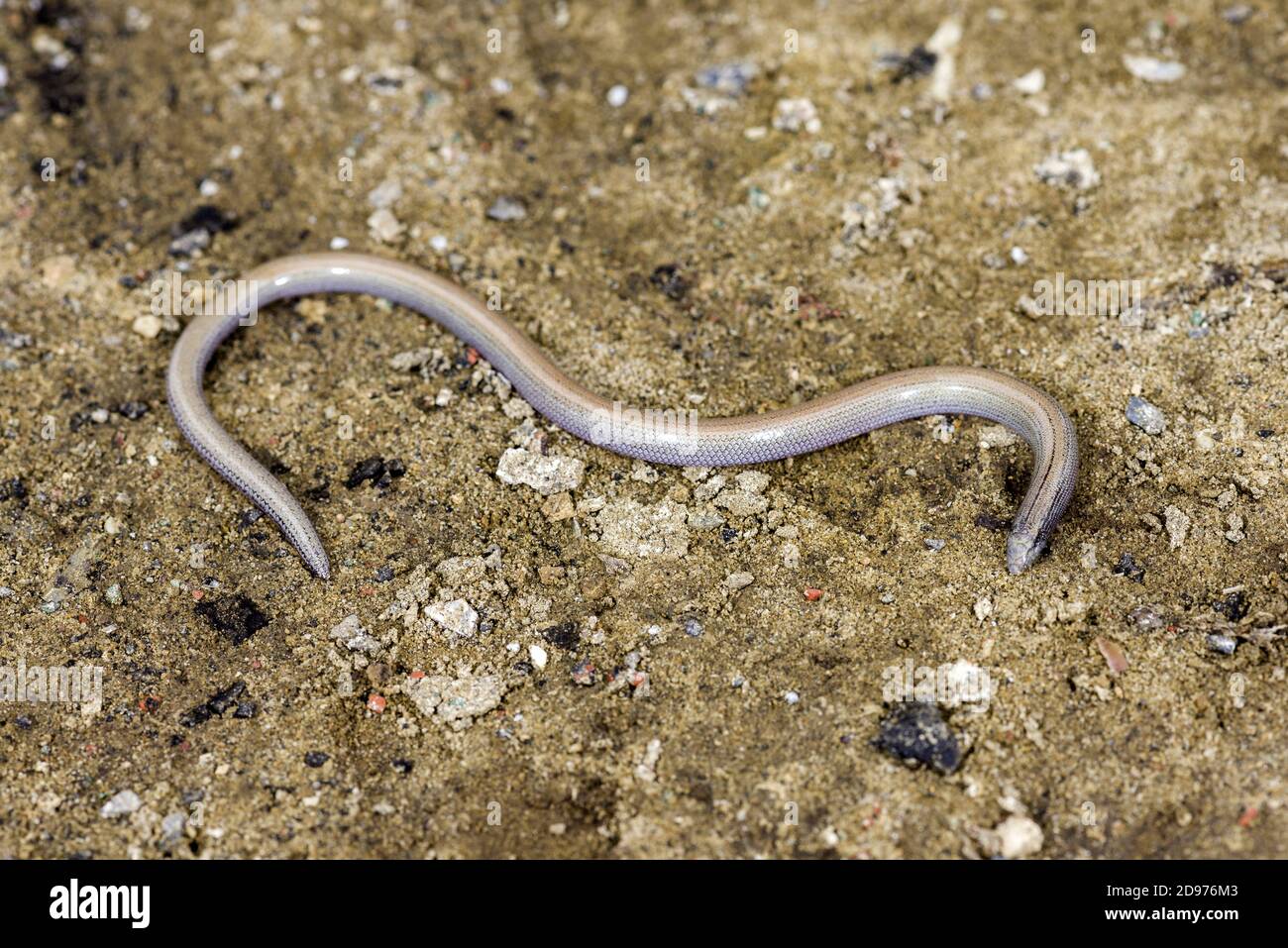Baby Legless Lizard