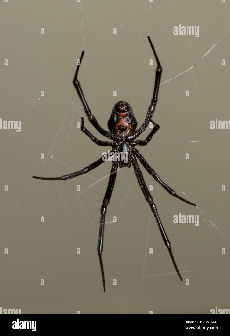 Black Wido Spider (Latrodectus sp.), Southeastern Arizona. Stock Photo