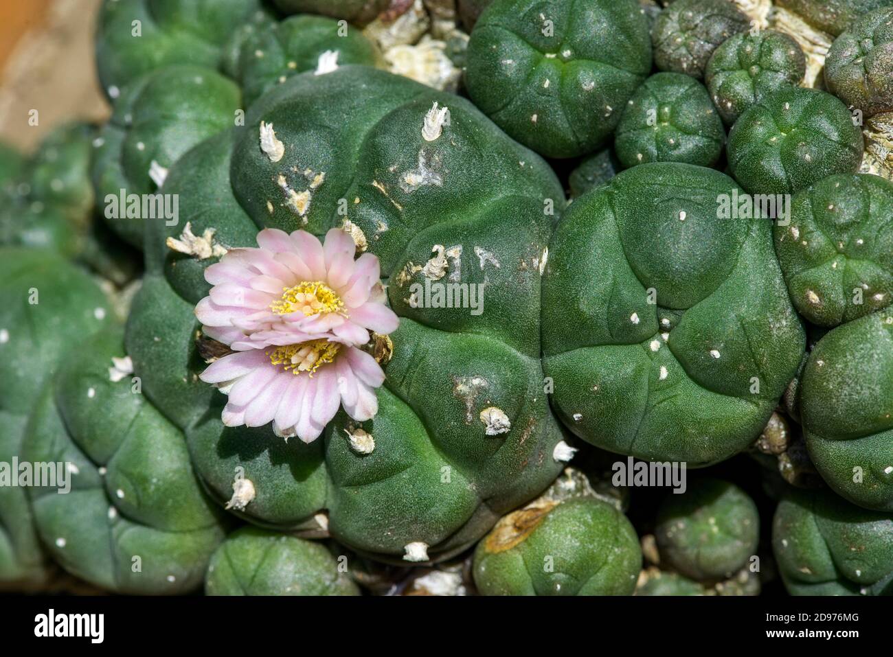 Peyote (Lophophora williamsii) is a small, spineless cactus with psychoactive alkaloids, particularly mescaline. It is native to Mexico and southweste Stock Photo