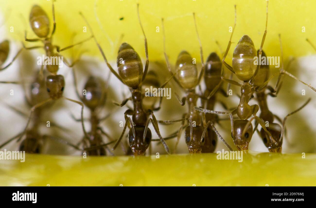 Argentine Ants (Linepithema humile) drinking a poison mixture containing boric acid. Stock Photo