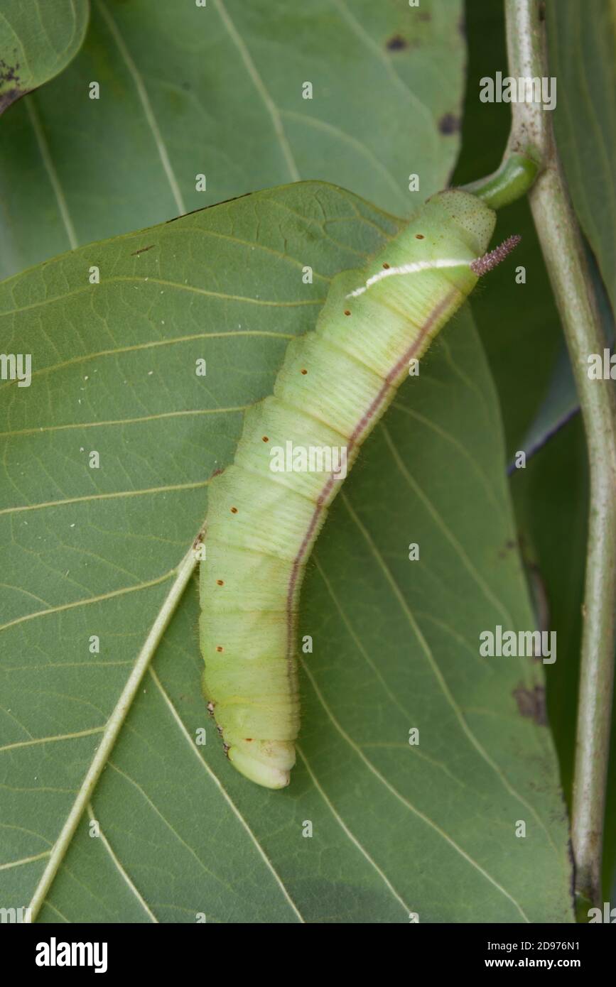 Giant Sphinx Moth larva (Cocytius antaeus), a tropical species which feeds on cheremoya trees among others. It is now appearing in Southern California Stock Photo