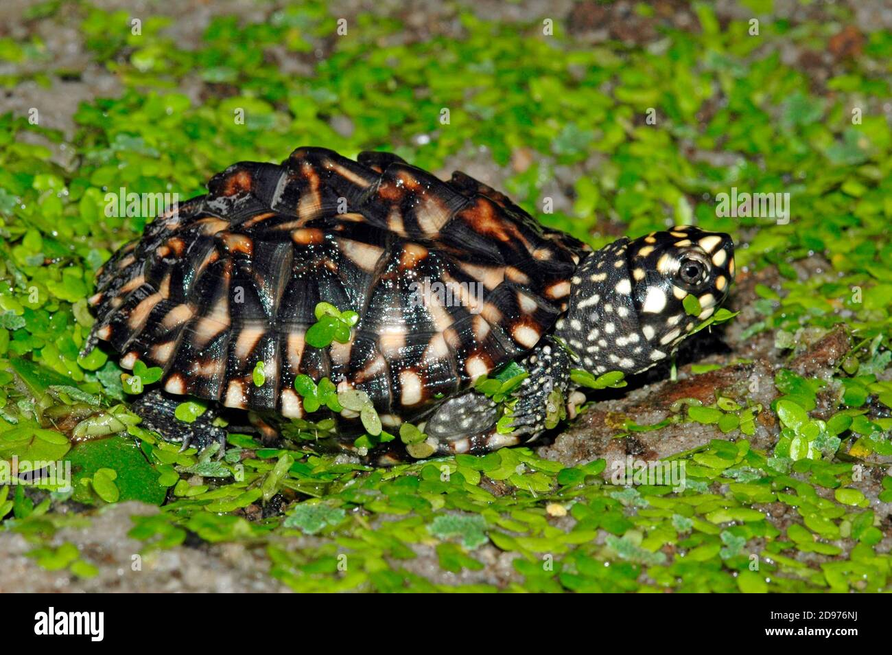 Black Pond Turtle (Geoclemys hamiltonii), Pakistan Stock Photo
