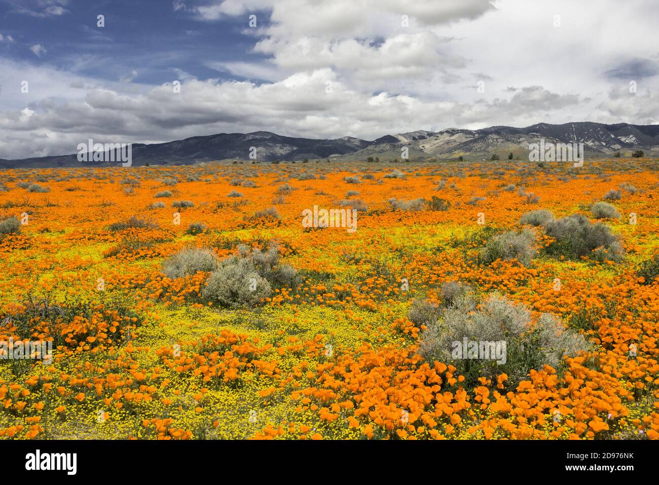 Mojave desert flowers hires stock photography and images Alamy