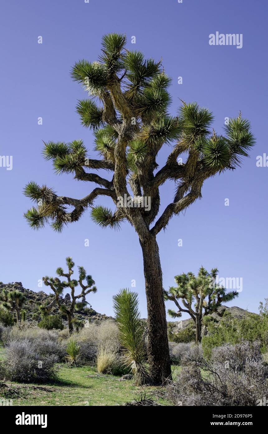 Joshua Tree (Yucca brevifolia) is a plant species, tree-like in habit, which is found in the southwestern United States in the Mojave Desert. Stock Photo