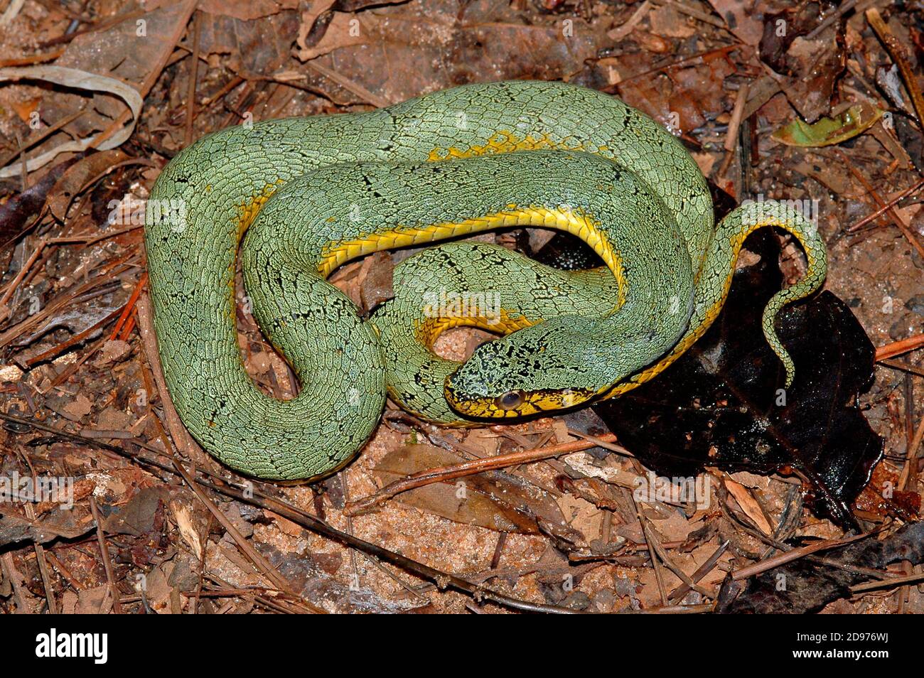 False palmviper (Xenodon werneri), French Guyana Stock Photo Alamy