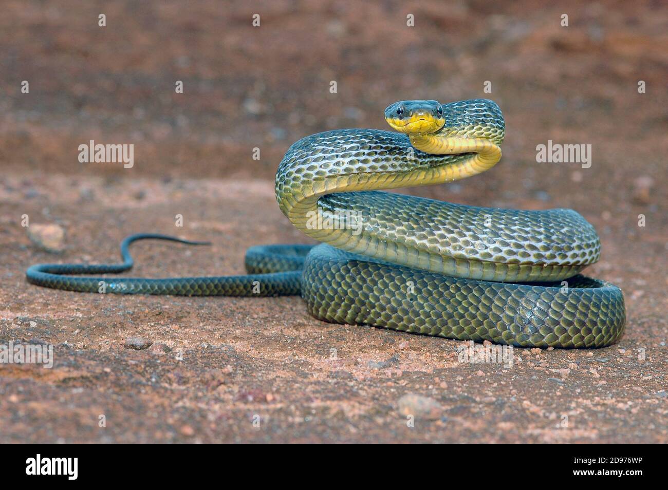 Puffing Snake (Pseustes poecilonotus), French Guyana Stock Photo