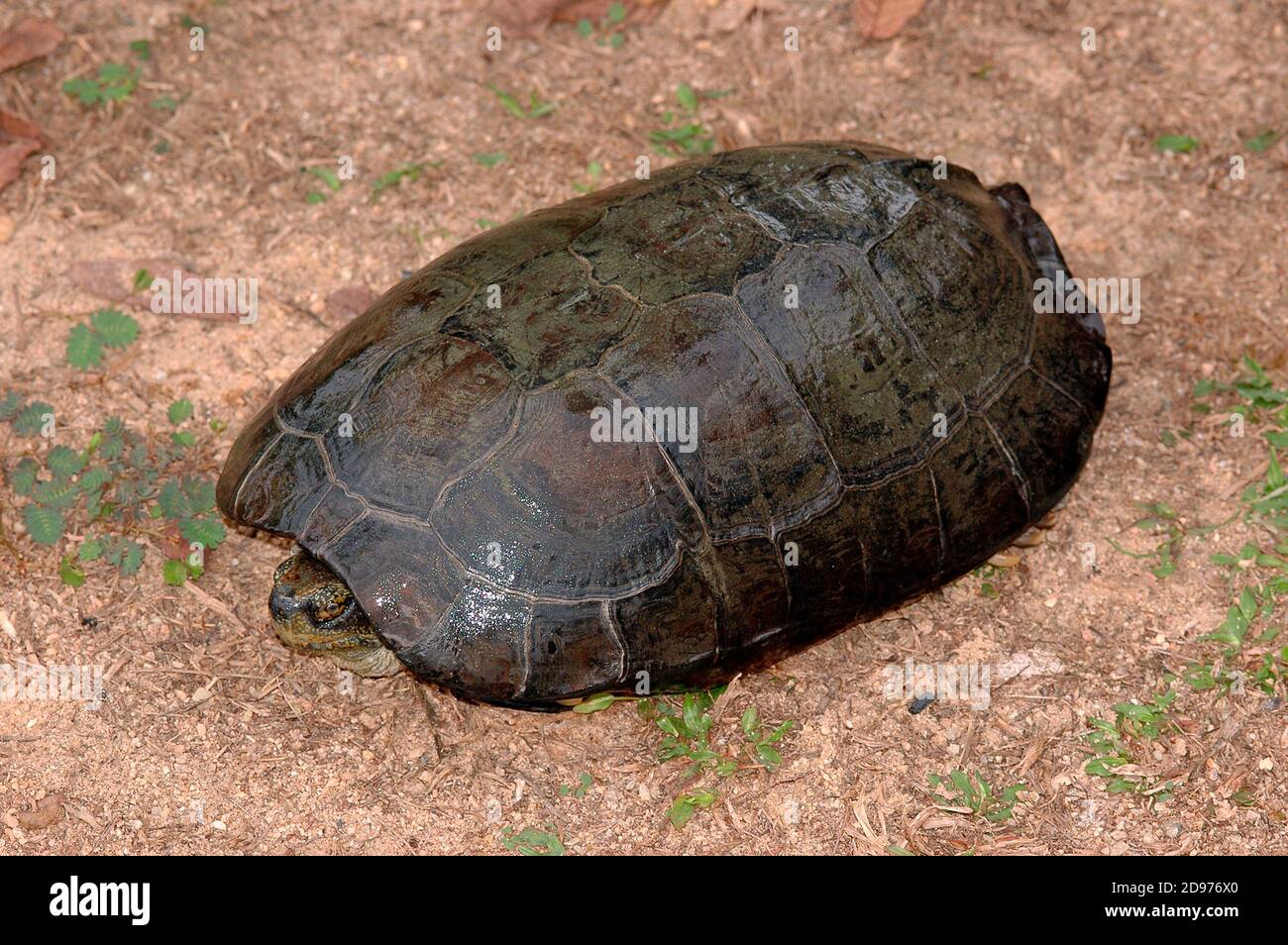 Yellow-headed temple turtle (Heosemys annandalii), Cambodia Stock Photo