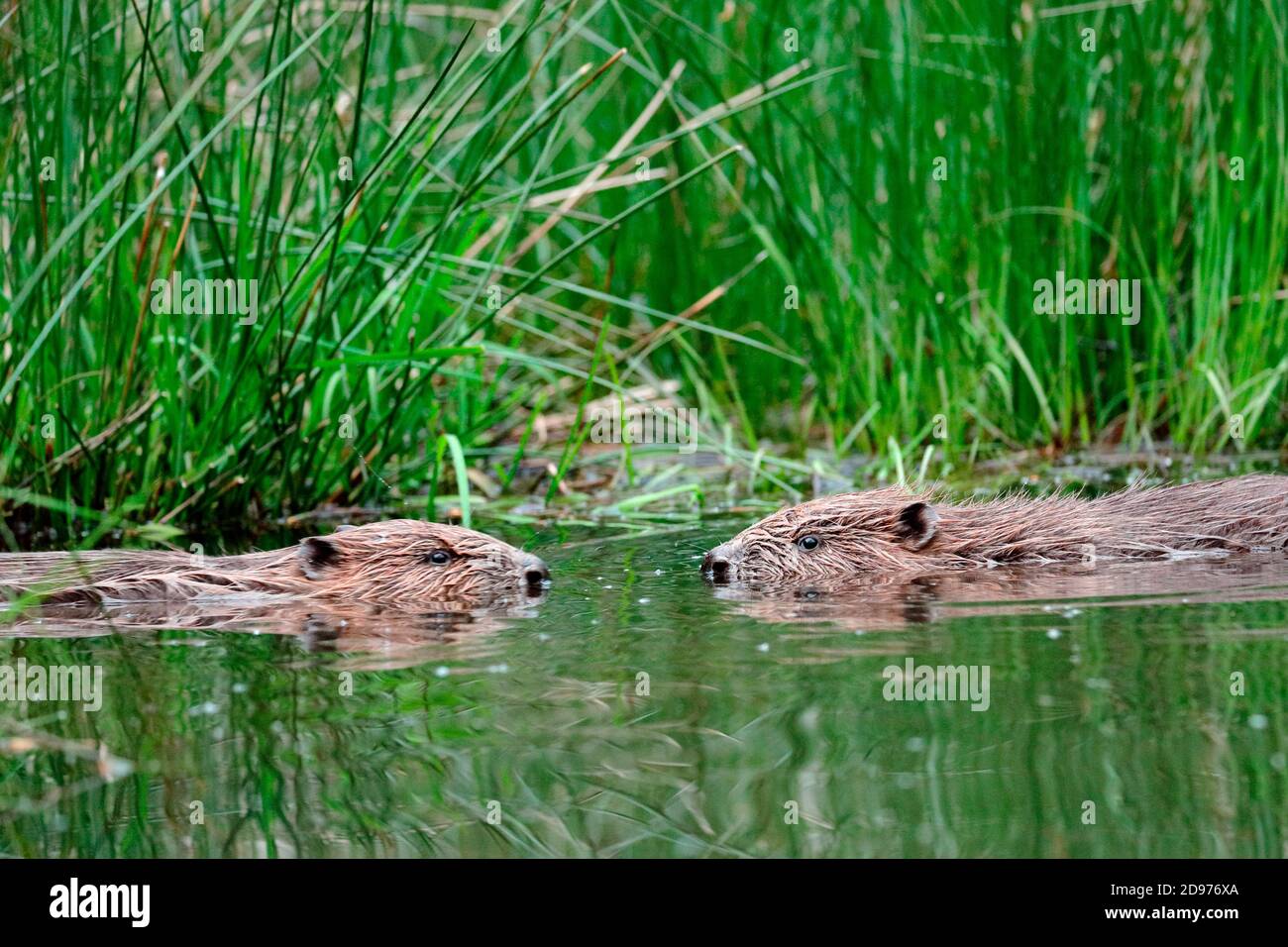 Beaver in water hires stock photography and images Alamy