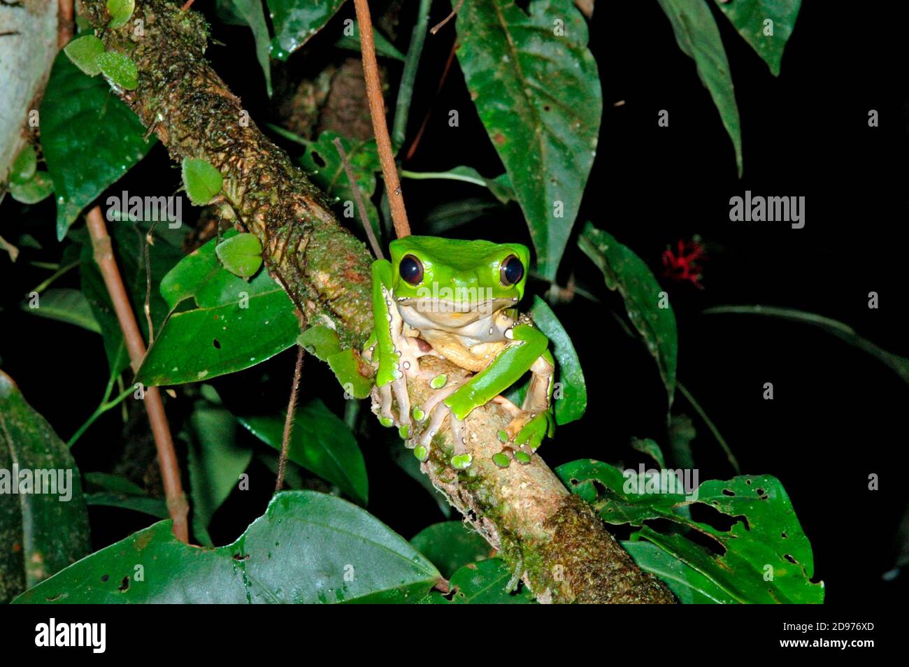 Monkey Frog (Phyllomedusa bicolor), French Guyana Stock Photo