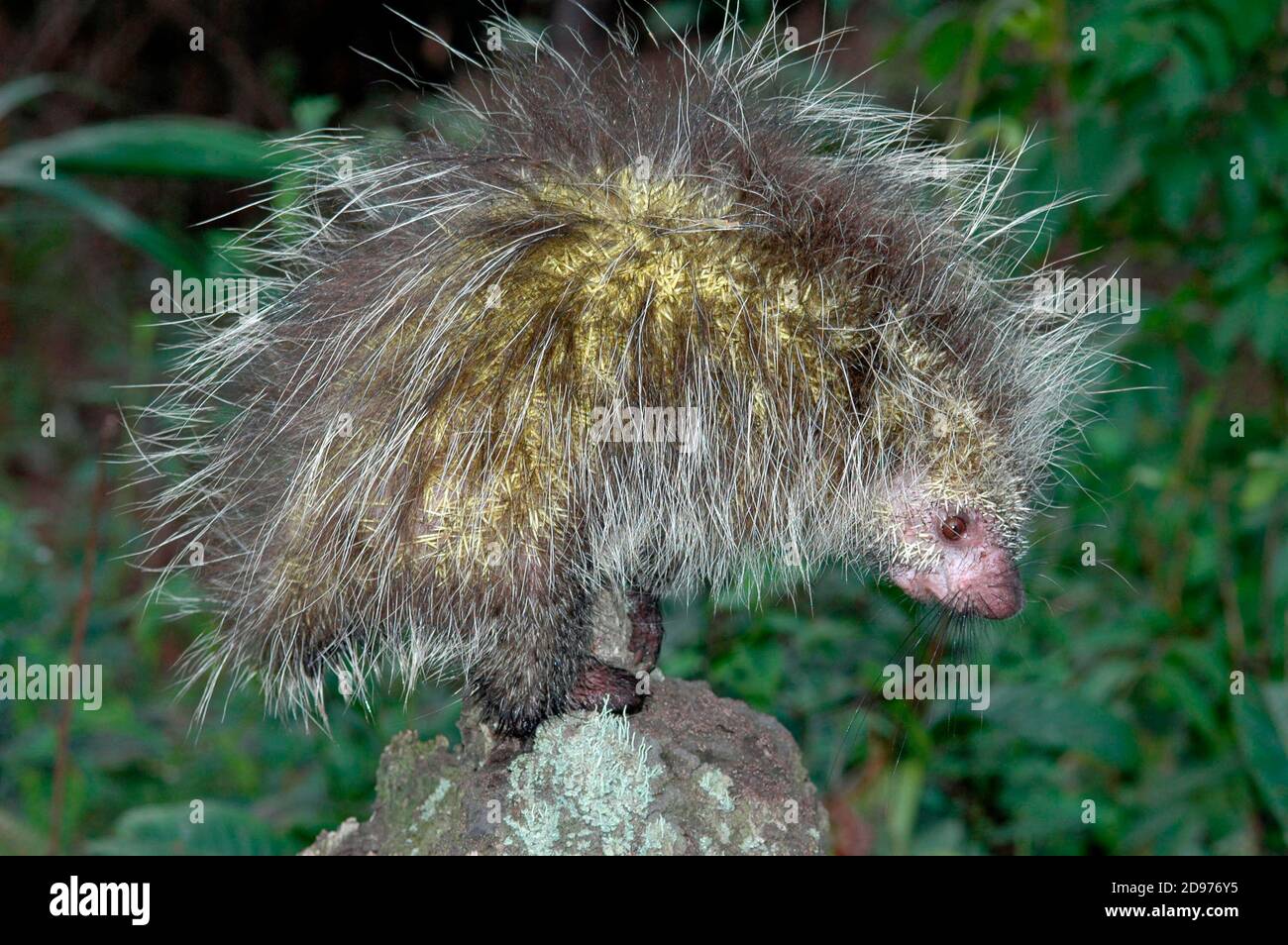 Black-tailed Hairy Dwarf Porcupine (Coendou melanurus), French Guyana Stock Photo