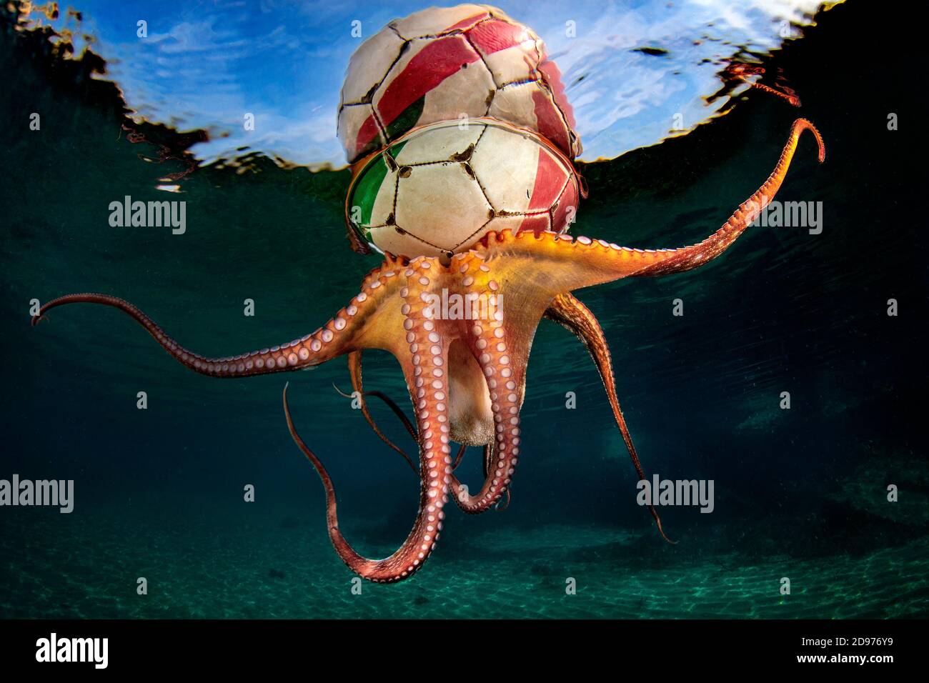 'Octopus Training', At the end of a session of free diving, I noticed a soccer ball, in the