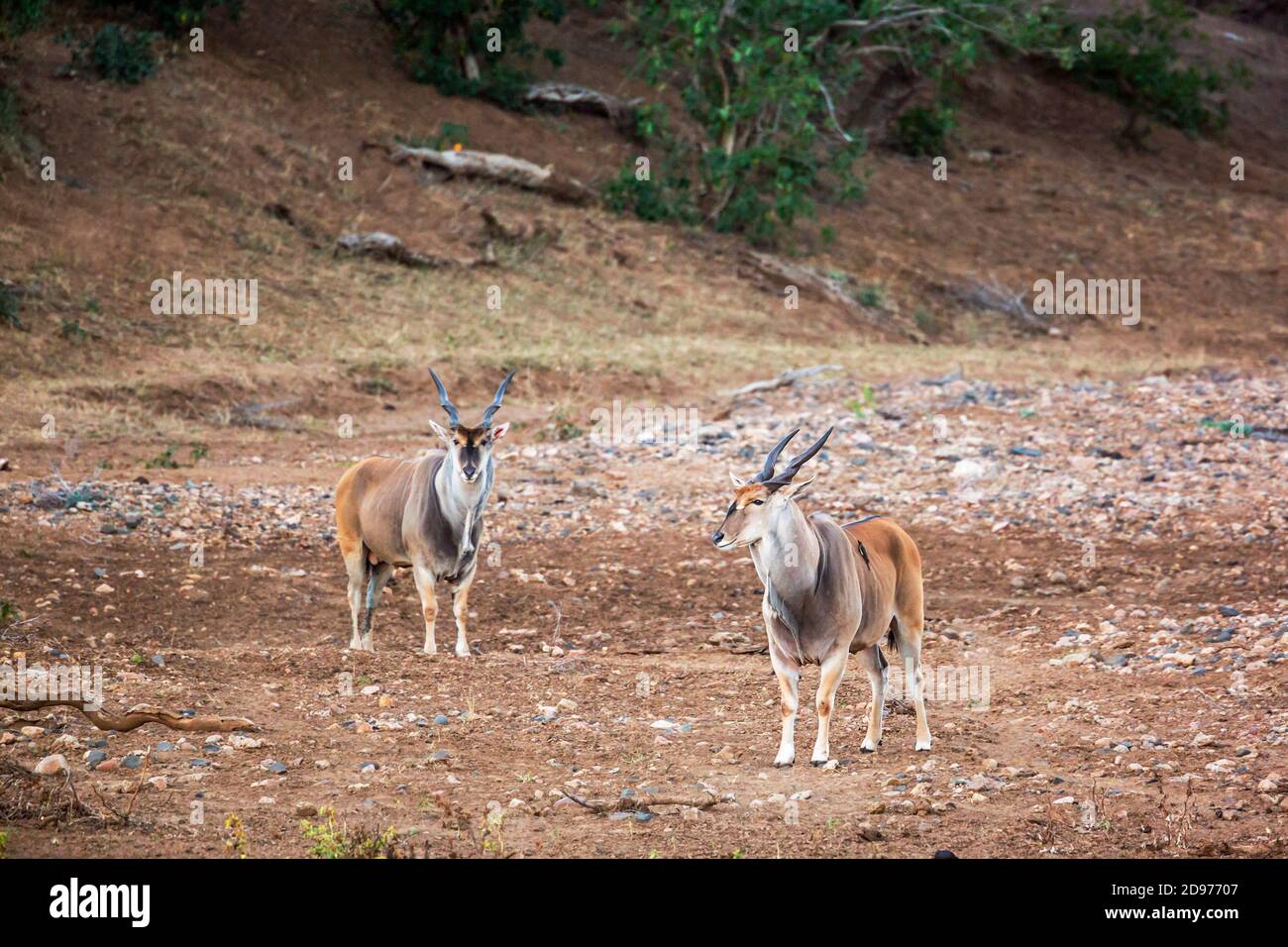 Two Common elands male walking on riverbank in Kruger National park, South Africa ; Specie Stock Photo