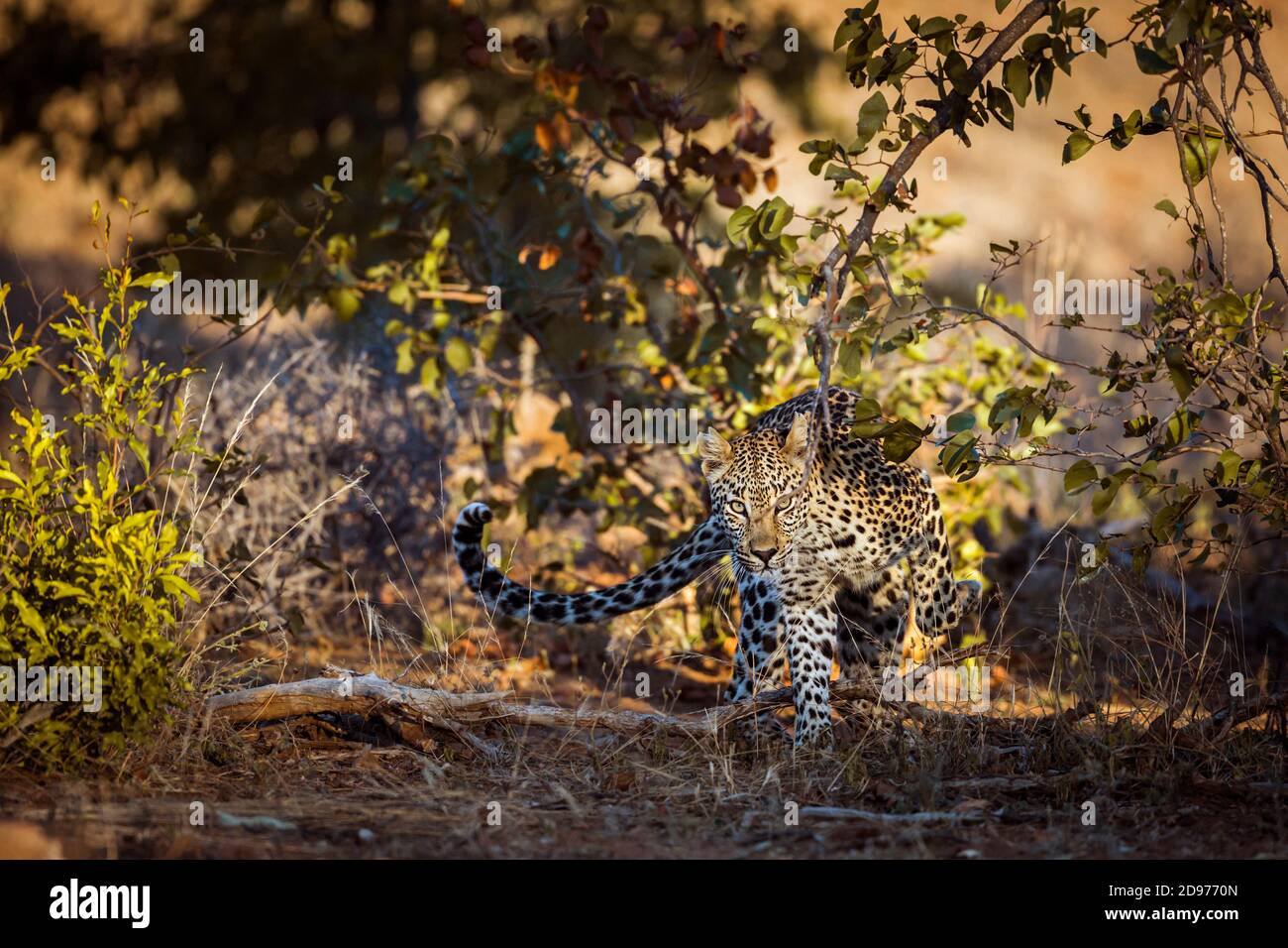 Leopard walking in front view in Kruger National park, South Africa ; Specie Panthera pardus family of Felidae Stock Photo