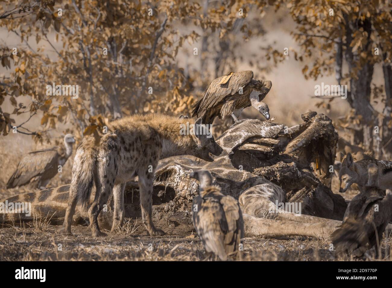 Spotted hyaena chasing white-backed vultures from a carcass in Kruger National park, South Africa ; Specie Crocuta crocuta family of Hyaenidae Stock Photo