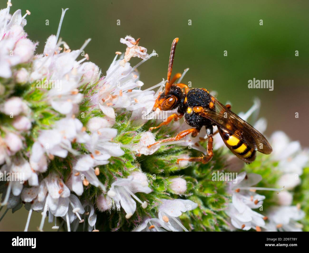 Nomad bee (Nomada zonata) on Mint (Mentha sp), Vosges du Nord Regional Natural Park, France Stock Photo