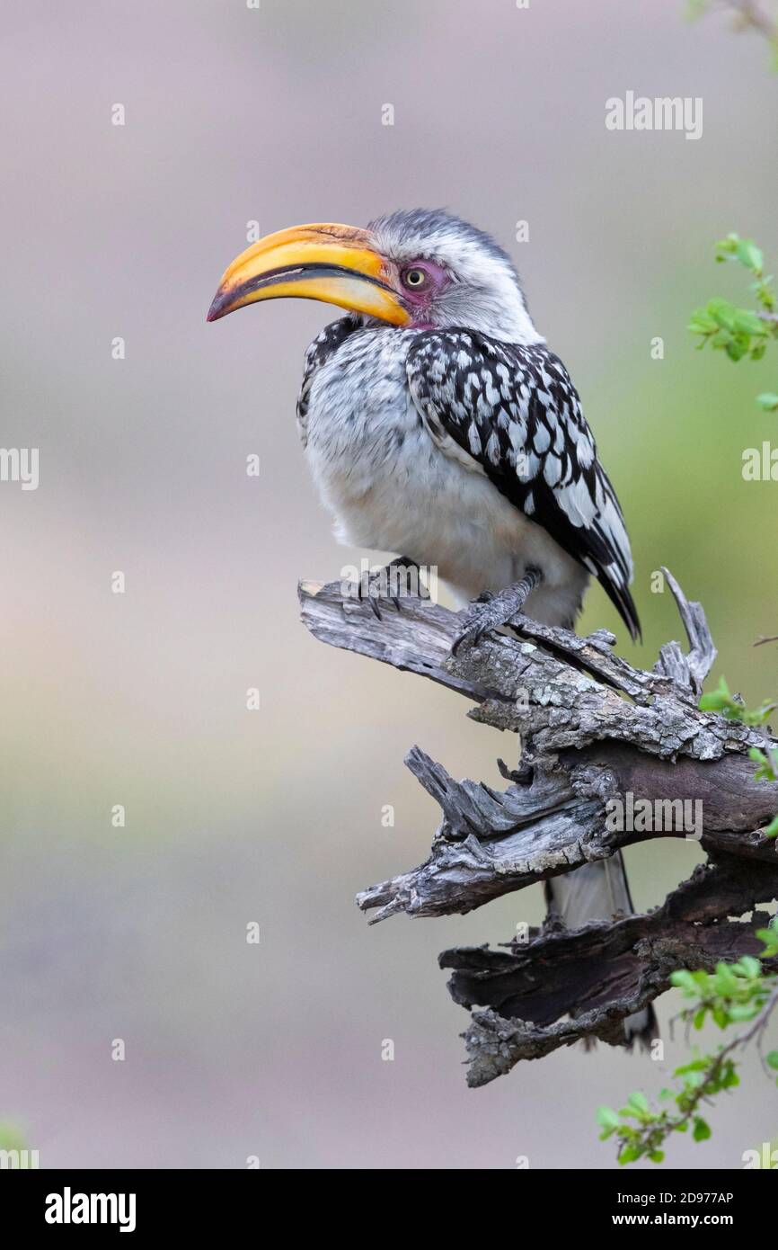 Southern Yellow-billed Hornbill (Lamprotornis leucomelas), adult perched on a dead branch, Mpumalanga, South Africa Stock Photo