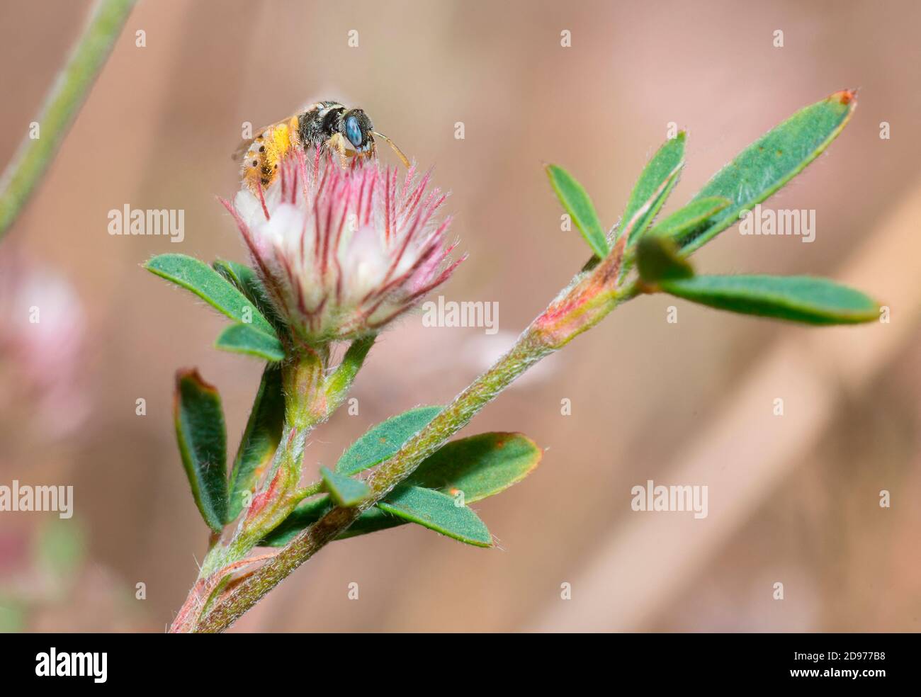 Sweat Bee (Nomioides minutissimus) on Clover (Trifolium sp), solitary bees, Vosges du Nord Regional Natural Park, France Stock Photo