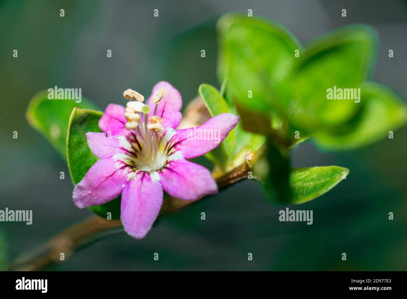 Goji flower (Lycium barbarum) native to China, Northern Vosges Regional Nature Park, France Stock Photo