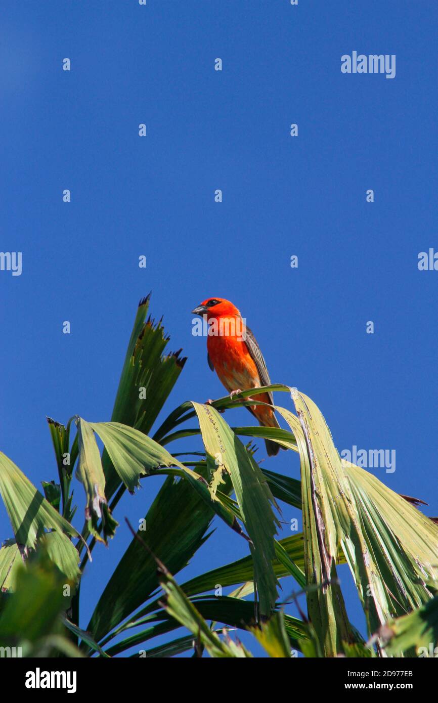 Madagascar Red Fody (Foudia madagascariensis) male on palm tree, Reunion Stock Photo