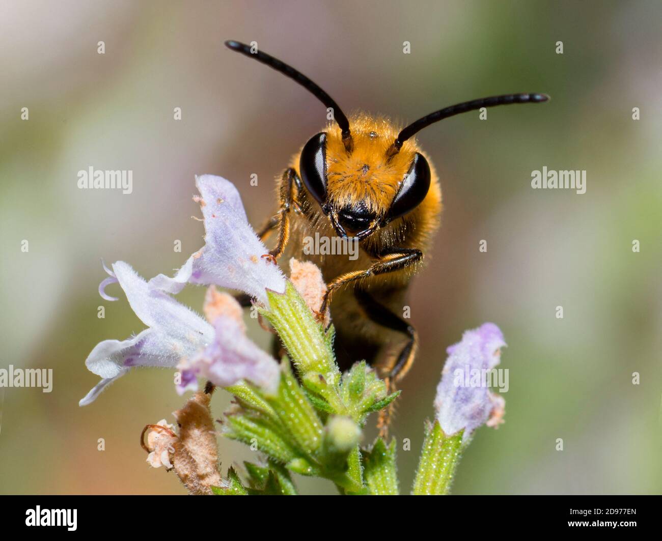 Ivy Bee (Colletes hederae) male on Common Calamint (Calamintha ascendens), solitary bees, Pays de Loire, France Stock Photo