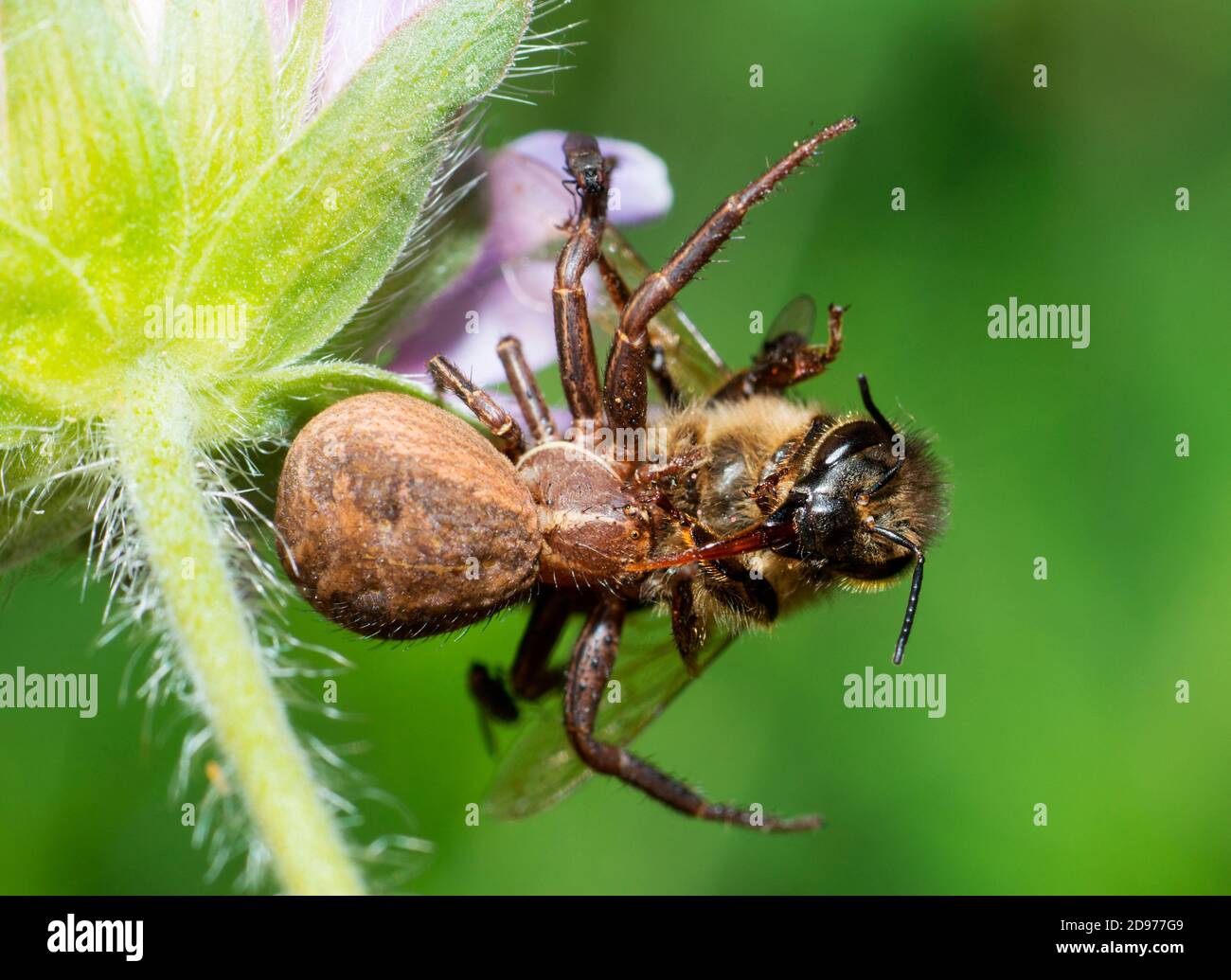 Crab Spider (Xysticus cristatus) catching a Honey bee (Apis mellifera