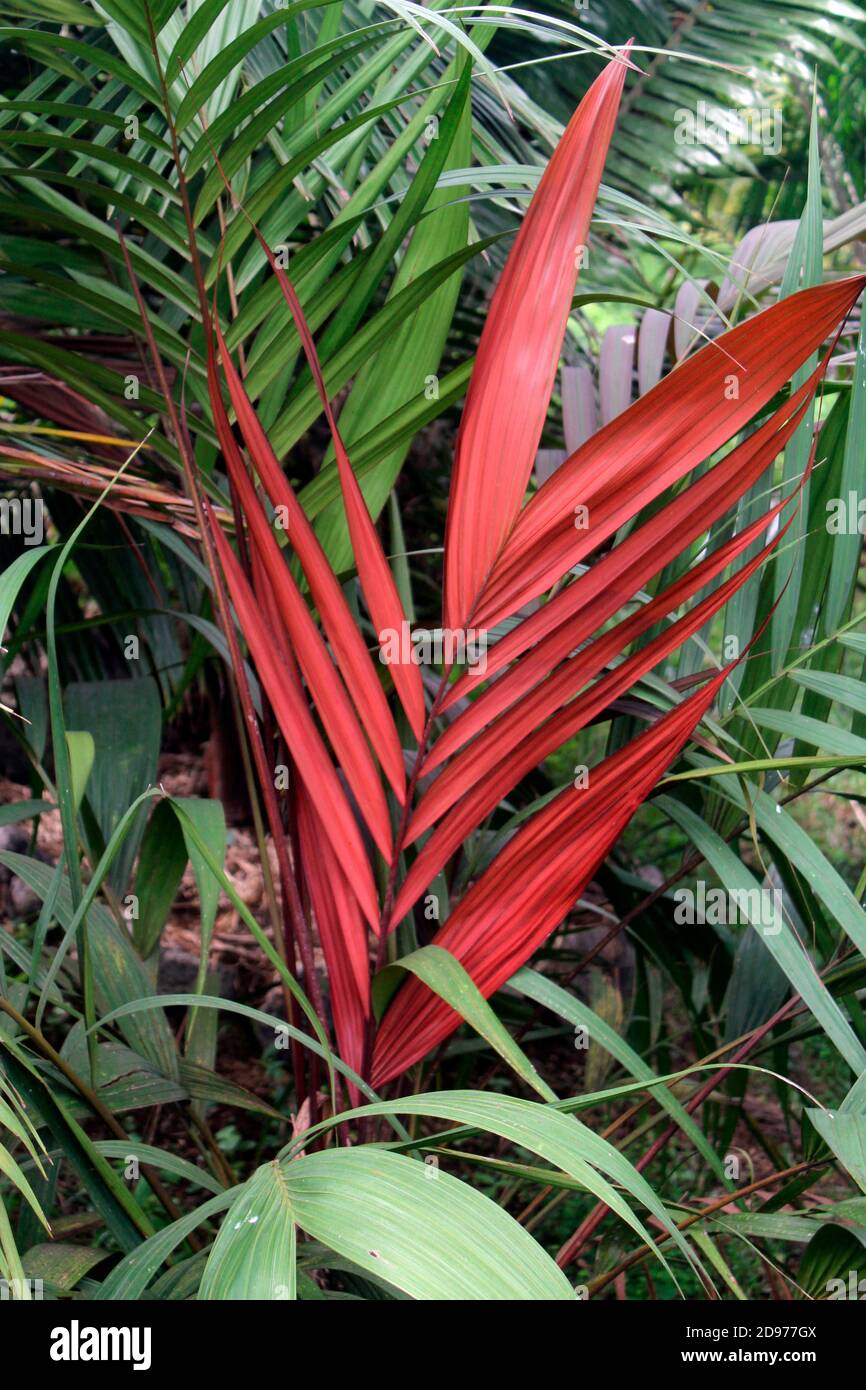 Blushing Palm (Chambeyronia macrocarpa) in a botanical garden, Reunion Island Stock Photo