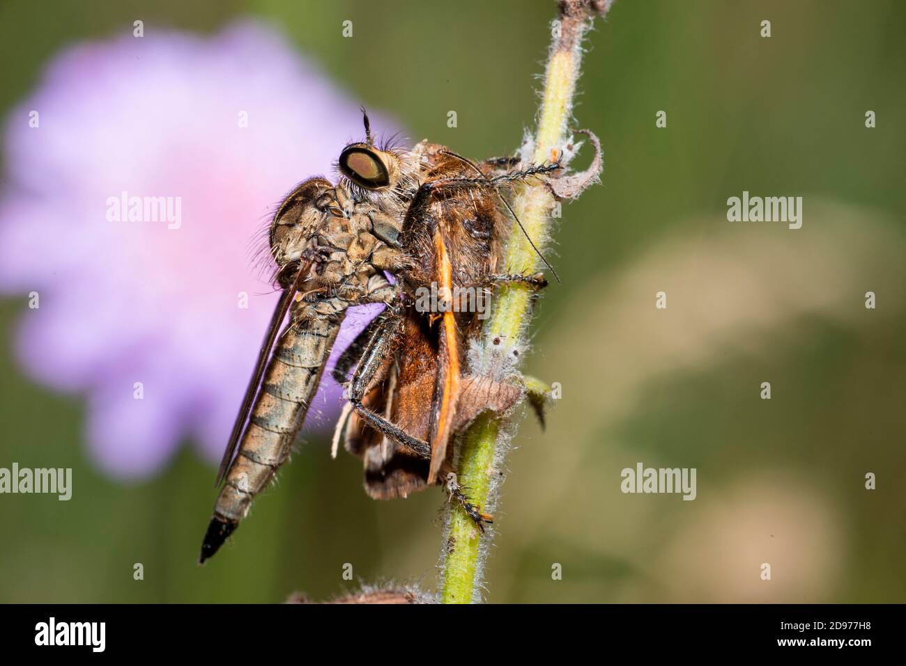 Kite-tailed Robberfly (Tolmerus atricapillus) eating a Burnet companion (Euclidia glyphica), Vosges du Nord Regional Natural Park, France Stock Photo