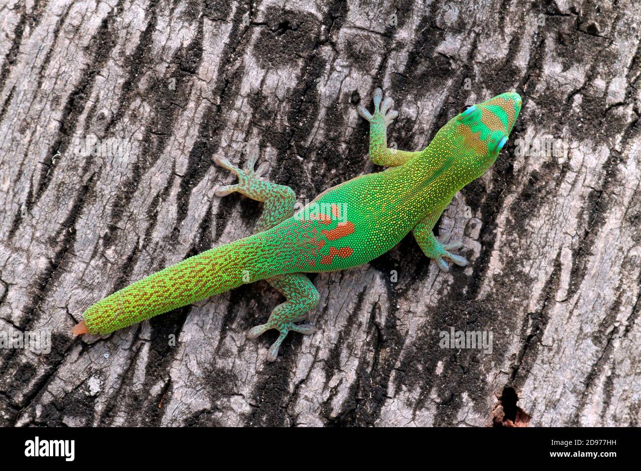 Gold Dust Day Gecko (Phelsuma laticauda) on tree trunk, Reunion Stock Photo