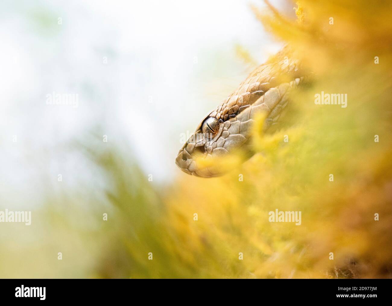 American pit viper hi-res stock photography and images - Alamy