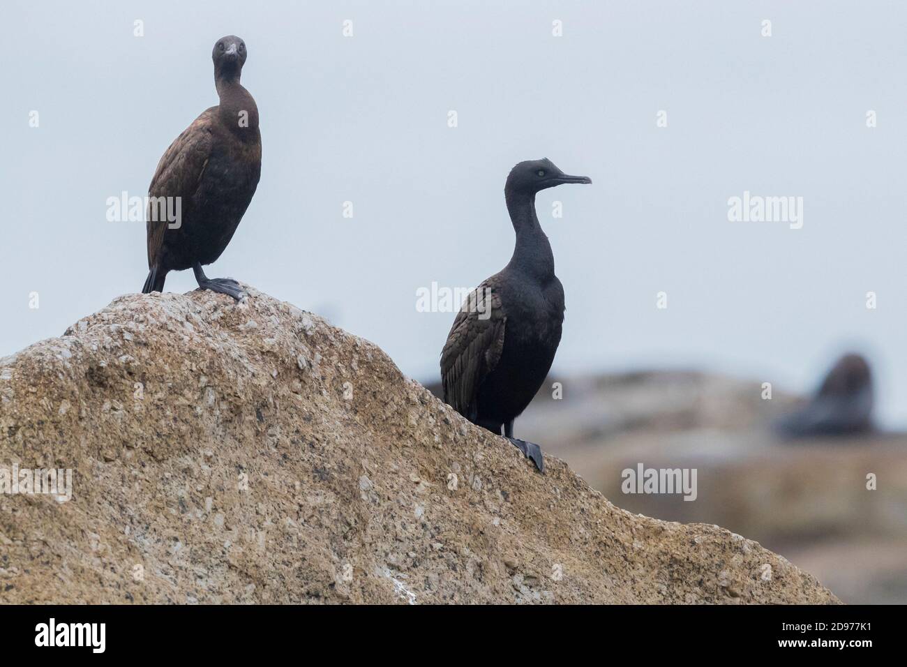 Bank Cormorant (Phalacrocorax neglectus), two individuals perched on a rock, Western Cape, South Africa Stock Photo